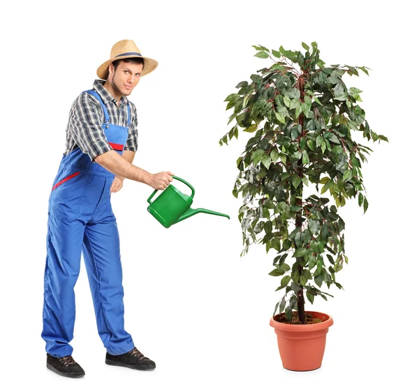 人浇水装饰植物 — 图库照片