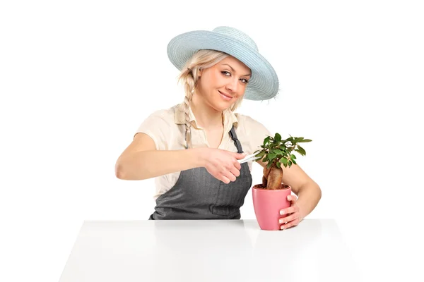 Vrouw bloemist snijden bonsai boom — Stockfoto