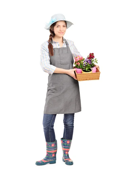 Jardinero femenino sosteniendo plantas de flores —  Fotos de Stock