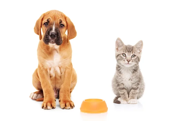 Little dog and cat — Stock Photo, Image
