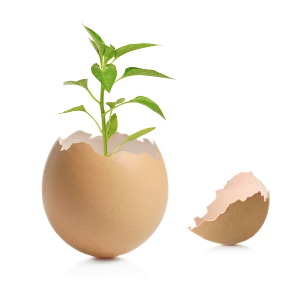 Green plant in cracked eggshell — Stock Photo, Image