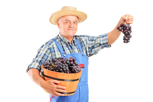 Vinhandlare som innehar korg med vindruvor — Stockfoto