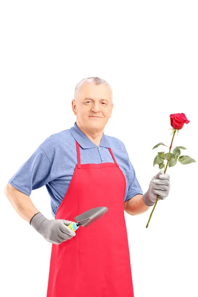 Masculino jardineiro segurando rosa — Fotografia de Stock