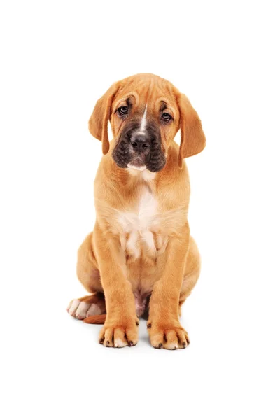Triste piccolo cane corso cucciolo — Foto Stock