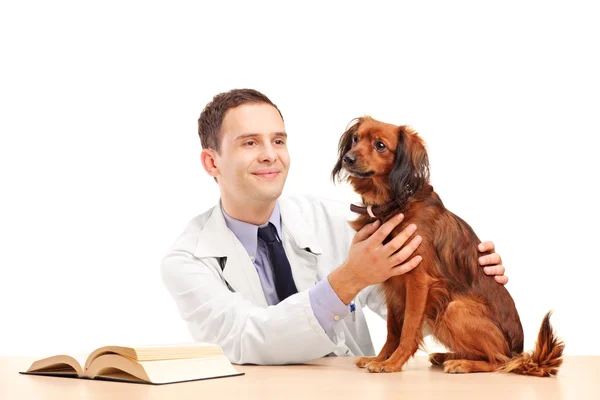 Vétérinaire examinateur chien — Photo