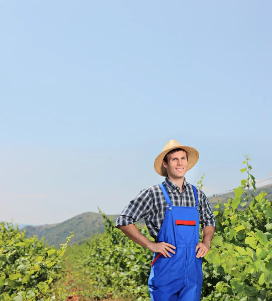 Vintner posing with vineyard — Stock Photo, Image