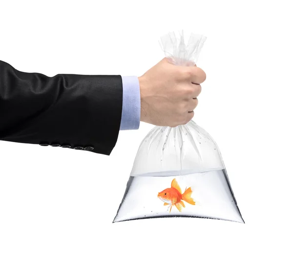 Hand holding plastic bag with golden fish — Stock Photo, Image