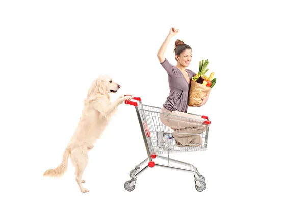 Dog pushing woman in shopping cart — Stock Photo, Image