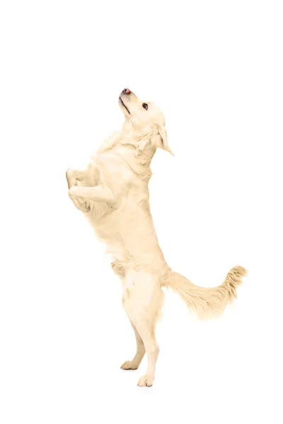 Cão branco retriever — Fotografia de Stock