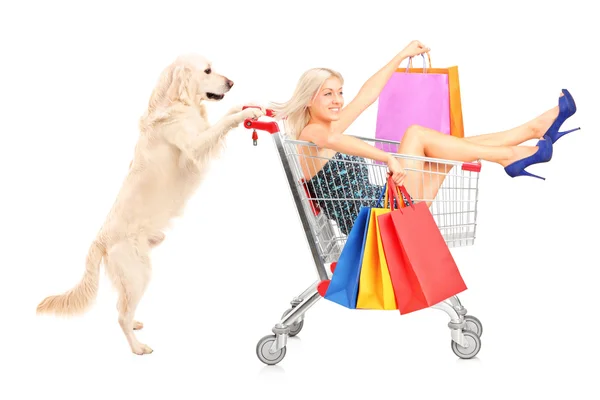 Cane spingendo donna con carrello della spesa — Foto Stock