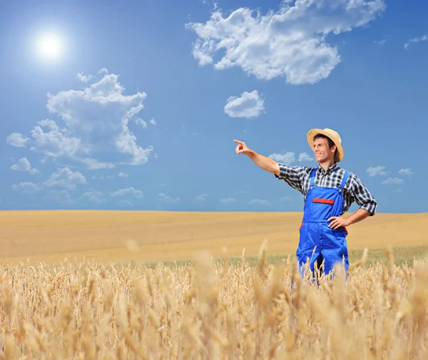 Agricultor señalando en campo de trigo —  Fotos de Stock