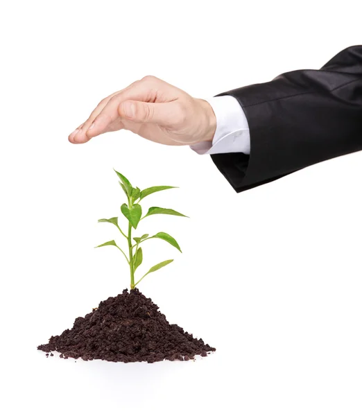 Hand over a plant protecting — Stock Photo, Image