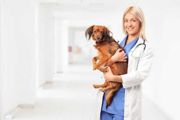 Kadın veteriner holding köpek — Stok fotoğraf
