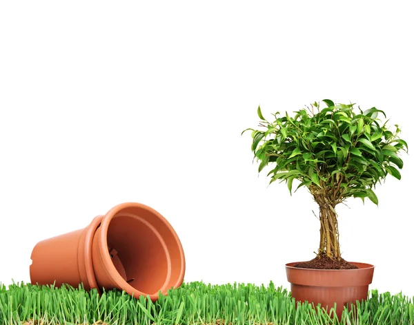 Empty flower pots and Ficus Benjamin — Stock Image Empty flower pots and Ficus Benjamin Stock Photo