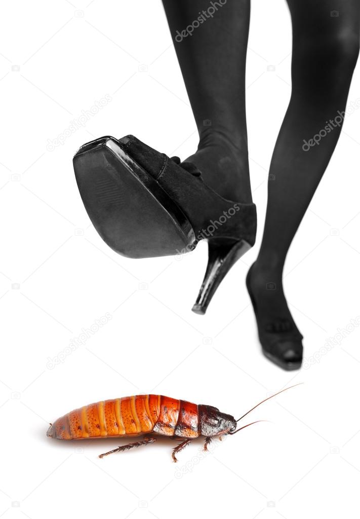 High heel step on cockroach