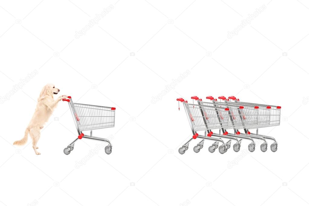 Dog returning shopping cart
