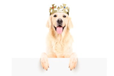 retriever köpek giyen taç