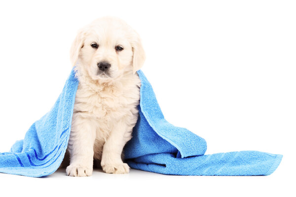 Dog covered with towel