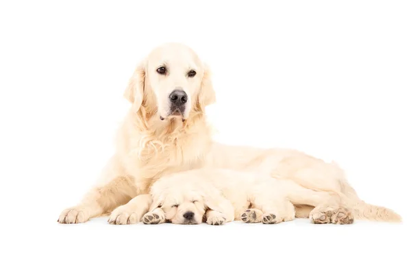 Labrador retriever med baby hund — Stockfoto