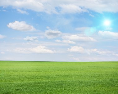 Green field on sunny day clipart