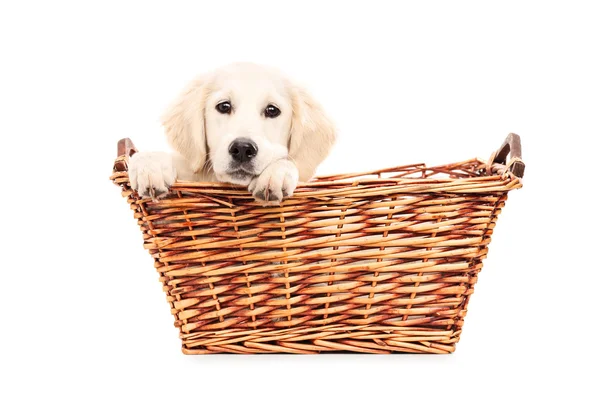 Puppy peeking from basket — Stock Photo, Image