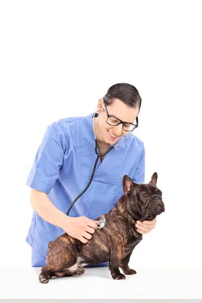 Vétéran mâle examinant chien — Photo