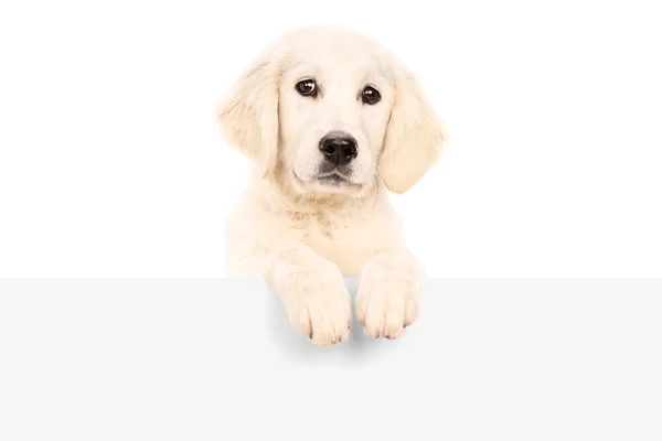 Puppy standing behind blank panel — Stock Photo, Image