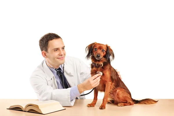 Veterinario perro examinador con estetoscopio — Foto de Stock