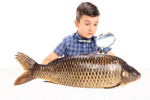 Junge untersucht Fische — Stockfoto