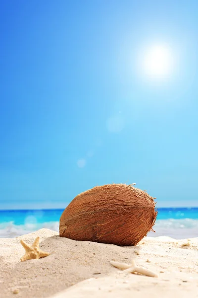 Coconut in sand of beach — Stock Photo, Image