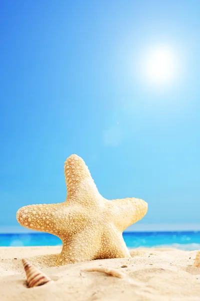 Starfish on beach — Stock Photo, Image