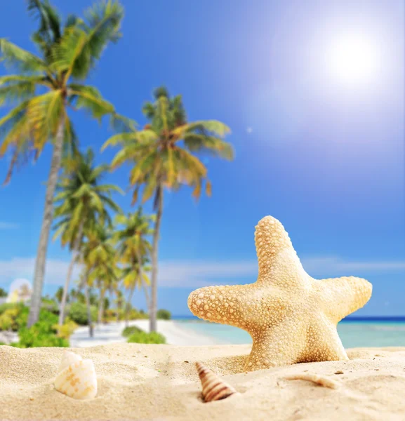 Estrella de mar en la playa tropical — Foto de Stock