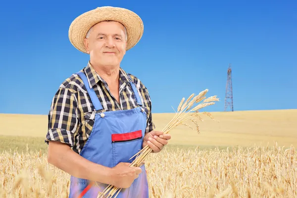 Сельскохозяйственный работник держит пшеничные соломинки — стоковое фото
