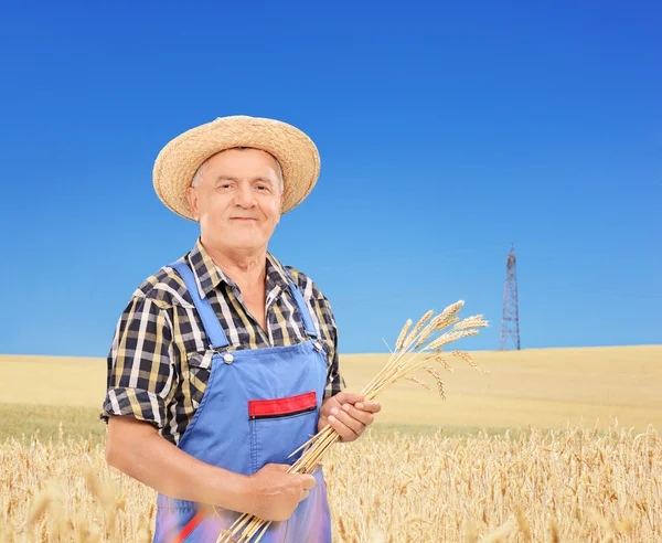 Starsze rolnik posiadający pszenicy słomki — Zdjęcie stockowe