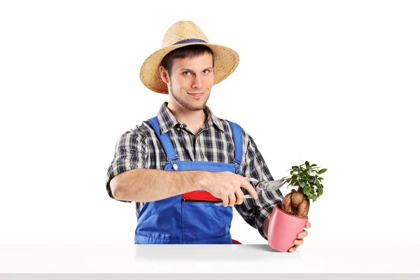 Mannelijke tuinman trimmen plant — Stockfoto