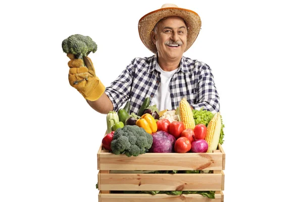 Smiling Mature Farmer Holding Broccoli Standing Crate Fresh Organic Vegetables — Stock Photo, Image