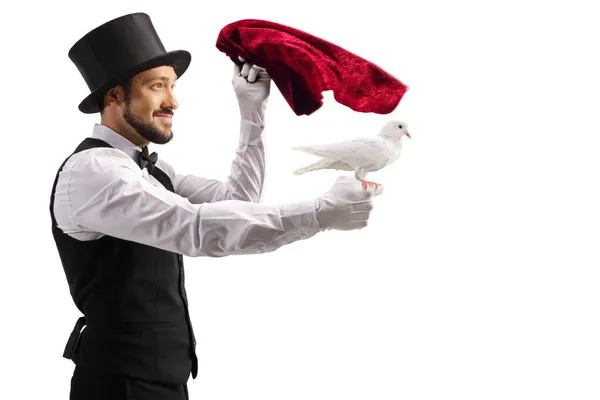 Magician Care Efectuează Porumbel Alb Cârpă Catifea Roșie Izolată Fundal — Fotografie, imagine de stoc