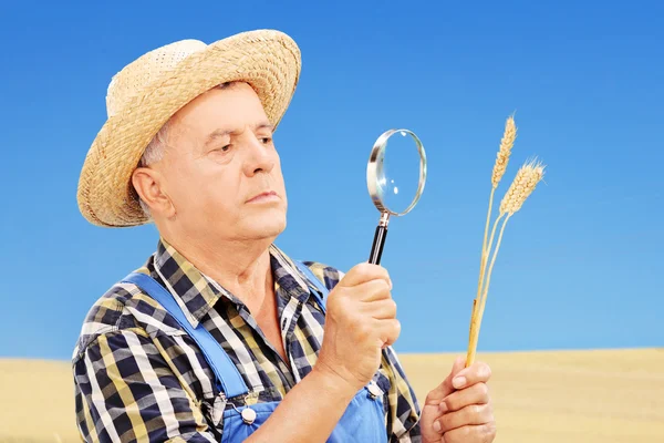 Фермер осматривает собранную пшеницу — стоковое фото