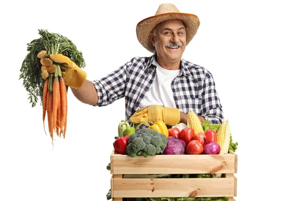 Mature Farmer Leaning Crate Holding Carrots Isolated White Background — Stock Photo, Image