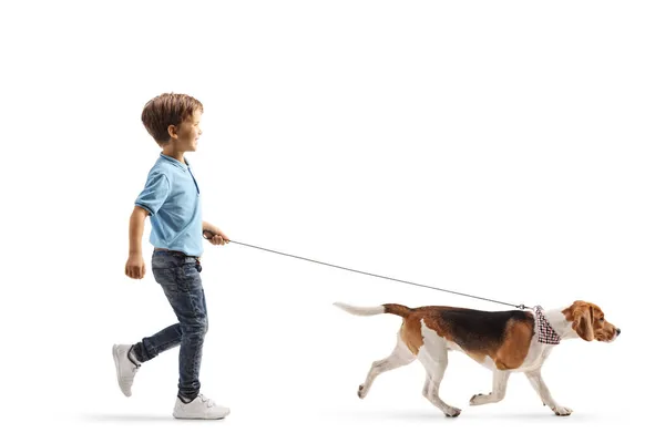 Full Length Profile Shot Boy Walking Beagle Dog Lead Isolated — Zdjęcie stockowe