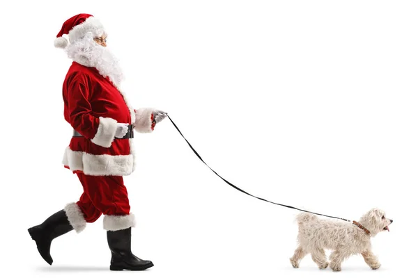 Vollständige Profilaufnahme Eines Weihnachtsmannes Der Einen Maltesischen Pudelhund Der Leine — Stockfoto