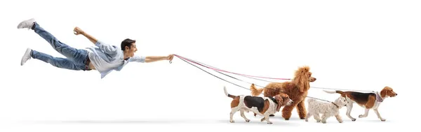 男犬歩行飛行とともに複数の犬で鉛隔離された上の白い背景 — ストック写真