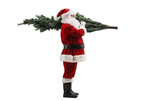 Ganzheitliche Profilaufnahme Des Weihnachtsmannes Mit Einem Weihnachtsbaum Auf Der Schulter — Stockfoto