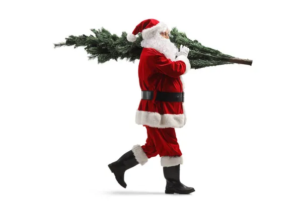 Pełna Długość Zdjęcie Profilu Santa Claus Chodzenia Choinką Plecach Odizolowany — Zdjęcie stockowe