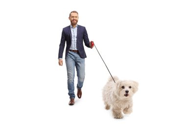 Young man in a suit and jeans walking a maltese poodle dog on a lead isolated on white background