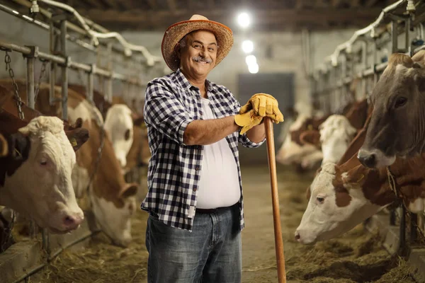 Érett Férfi Farmer Egy Tehéntejgazdaságban Egy Tehénistállóban — Stock Fotó