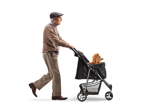一名老年男子在白色背景的婴儿车中与一只红色狮子狗散步时的全景照片 — 图库照片