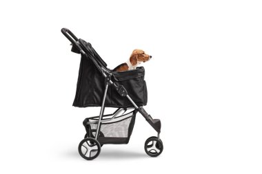 Beyaz arka planda izole edilmiş bir köpek arabasında oturan bir av köpeği.