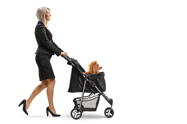 Ganztägige Profilaufnahme Einer Geschäftsfrau Die Einen Pudelhund Einem Kinderwagen Auf — Stockfoto