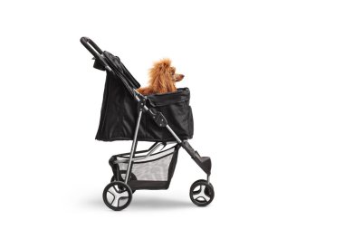 Beyaz arka planda izole edilmiş bir köpek arabasındaki kırmızı kanişin stüdyo görüntüsü.